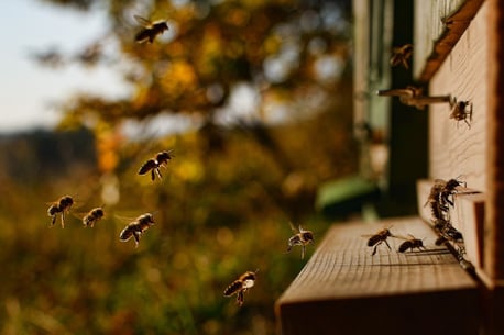 abeilles