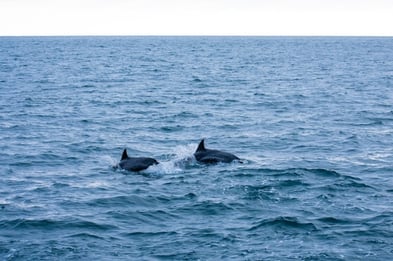dauphins