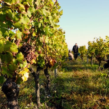vignes