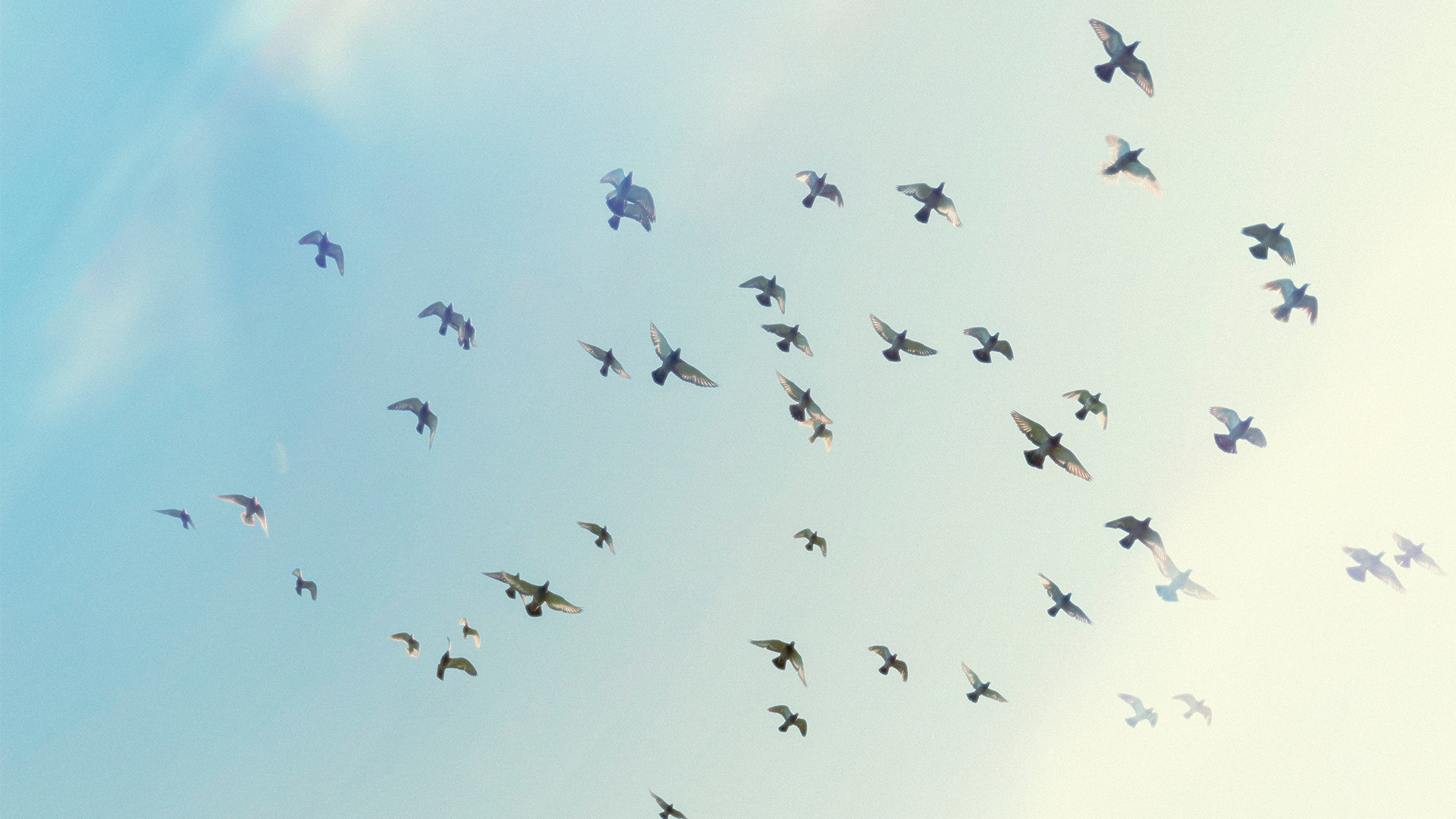 Europe : l'agriculture intensive cause le déclin de la population d'oiseaux